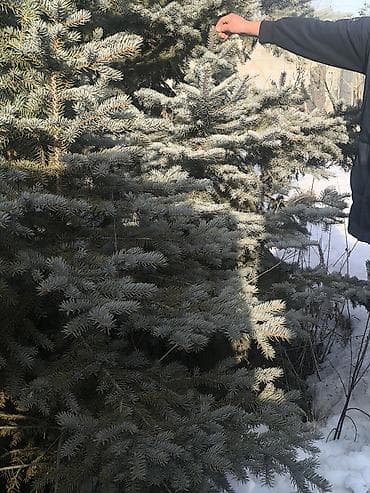 Кеңсе буюмдары: Көчөттөр дарактардын: Карагайлар — 5