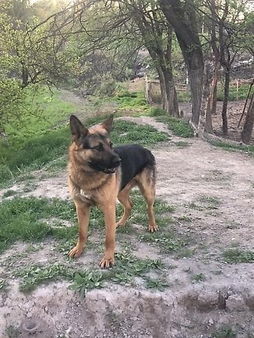 собаки для охраны: Немецкая овчарка, 2 года, Самец — 6