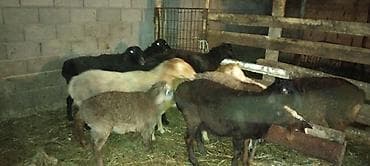 кролики сокулук: Сатам | Ургаачы кой (ургаачы) | Көбөйтүү үчүн | Ургаачы — 4