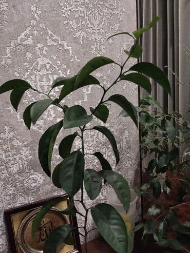 Диффенбахии: Апелсиновое дерево, возраст 1,5 года — 2