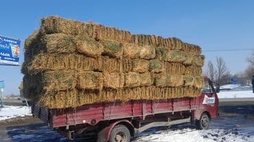 наполнитель для животных: Куплю беде с поля с сеновалам салома любой количество тюки цена — 2