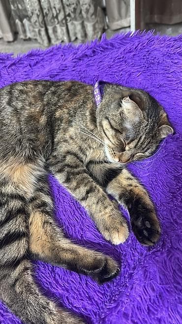 уй жаныбары: Кошка, короткошёрстная, тигровый окрас (коричневые и серые полосы с — 2