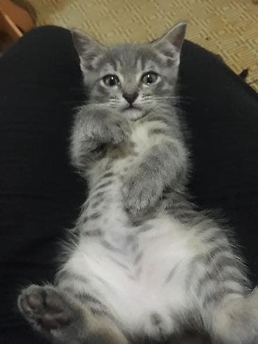 лысый кот: Отдам 2 месячных котят в добрые руки .К лотку приучены. Кушает сами — 1