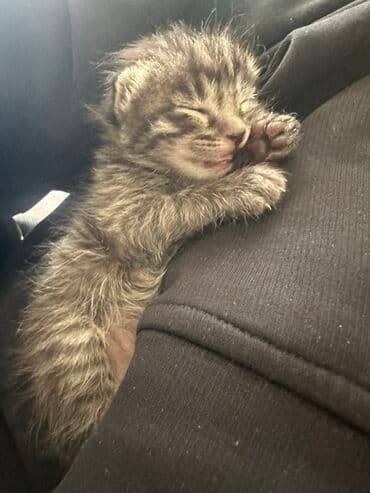 tuxedo порода кошек цена: Кошка даром: Беспородная, 1 месяц, Девочка — 6