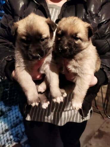 сколько стоит восточно европейская овчарка: Продаю щенков немецкой овчарки.5 девочек 2 мальчика,щенкам 1 месяц — 3