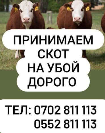 продажа скота: Куплю | Коровы, быки, Лошади, кони, Другие с/х животные | Любое состояние, Забитый, На забой, на мясо — 1