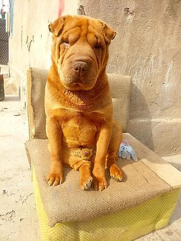 Продажа собак: Шарпей, кобель, рыжий окрас. - Порода: шарпей (характерные складки — 4