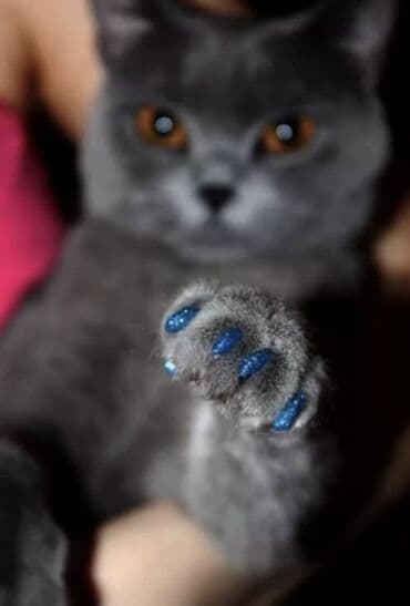 Услуги ветеринара: Силиконовый антицарапки. Многие на просторах интернета сталкивались — 4