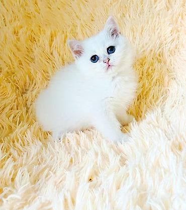 горные кошки: Скотиш Страйт (Шотландская прямоухая), 2 месяца, Девочка, Белый, Приучена к лотку — 1