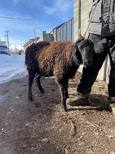 Кошки: Продаю | Баран (самец) | Для разведения — 2