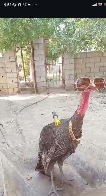 продаю в связи с переездом: Продаю Крутого индюка для красоты молодой 5 месяцов — 5