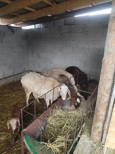 док собака: Продаю | Баран (самец) — 9