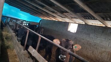 Уйлар, букалар: Сатам | Бука (эркек), Кунаажын — 1