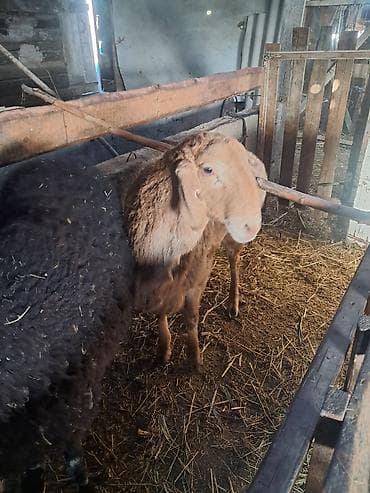 приют для животных ош: Продаю | Ягненок | Арашан | Для разведения — 3