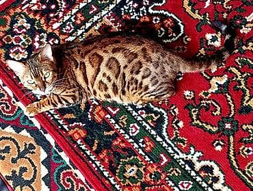 жаны асый: Бенгал, 3 жаш, Ургаачы, Алтын шиншилла, Лотокко барууга үйрөтүлгөн — 6