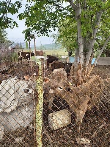 живые рыбки: Продаю | Музоо, торпок | Полукровка | На откорм — 2