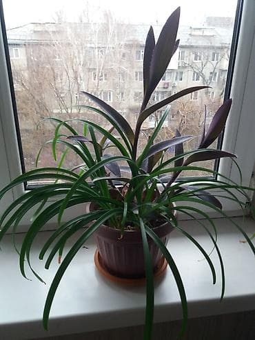 фикус цветы: Традесканция фиолетовая и выскочка Растения цветущие 350сом — 2