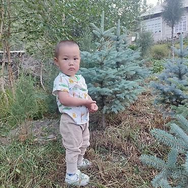 Елки, сосны и берёзы – саженцы для озеленения участка - Породы: ель