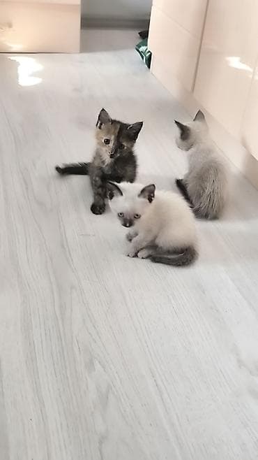котята ош: Тайская, 1 месяц, Мальчик — 4