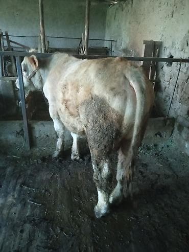 полторашка тай: Продаю | Бык (самец) | На откорм | Привязанные — 2