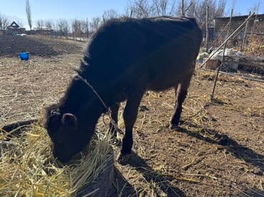 продам французского бульдога: Продаю | Бык (самец) | На откорм | Привязанные — 5