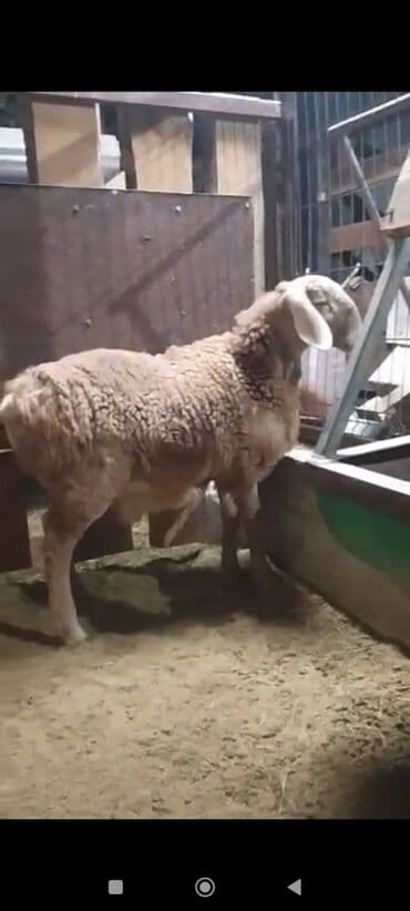 отдам котенка в добрые руки: Сатам | Козу, Кочкор (эркек) | Арашан | Көбөйтүү үчүн | Асыл тукумдуу — 3