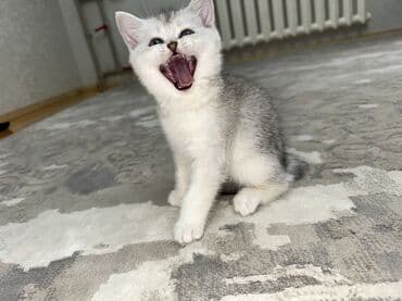 домик для собаки: Скотиш Страйт (Шотландская прямоухая), 2 месяца, Мальчик, Серый, Приучена к лотку, С документами, С прививками — 3