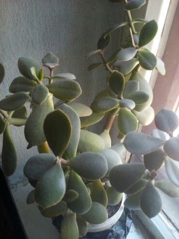 лимон комнатный купить: Продаю Лимоны, Апельсины, Денежное дерево. Молодой саженец с — 3