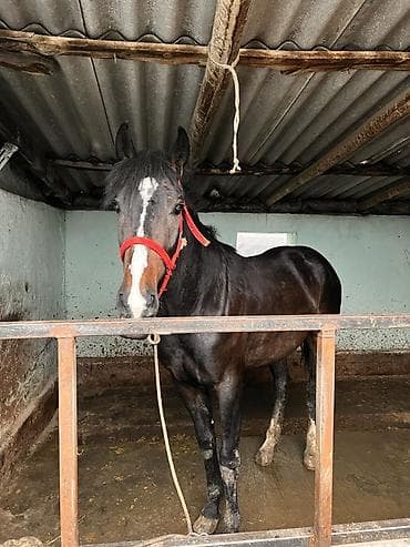 Корма для с/х животных: Продаю | Жеребец | Рабочий — 3