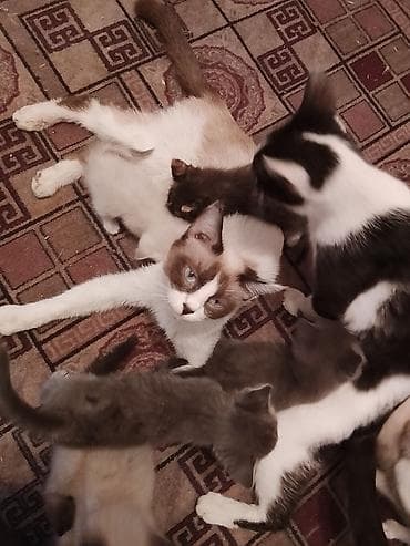 Мышыктар: Котята домашние, от молодой кошки с голубыми глазами. Окрас у помета — 1
