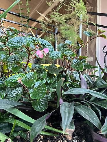 Недвижимость: 340 м², 6 комнат, Теплый пол, Евроремонт, Балкон застеклен — 5