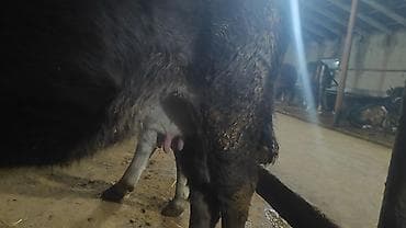 телка корова: Продаю | Корова (самка), Тёлка — 10