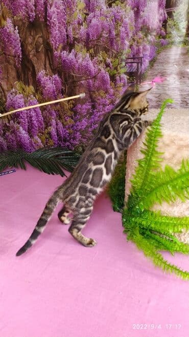 бенгальский леопардовый кот: Красивейшие Бенгальские котята с огромными розетками. Проф питомник — 1