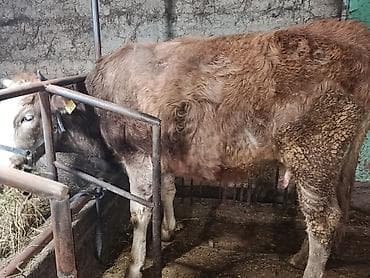 Аквариумдар: Сатам | Уй (ургаачы) | Симментал — 9