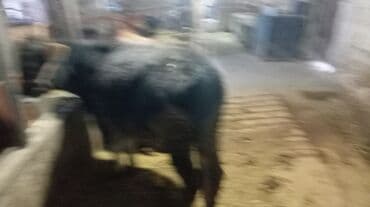 голова корова: Продаю | Бык (самец) | На откорм | Привязанные — 3