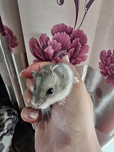 Джунгарский хомячок - Компактный домашний питомец с короткой густой