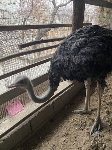 Грызуны: Страус (африканский) - Крупная взрослая птица, высокий рост, мощные — 5