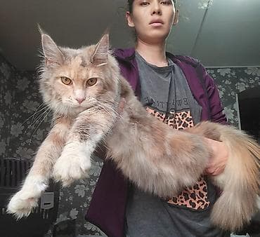 морская черепаха: Мейн-кун супер тактильная девочка только в надёжные руки Окрас — 1