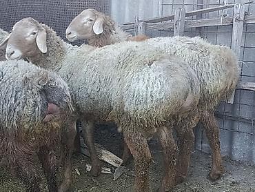 бишкек собака: Сатам | Кочкор (эркек) | Аргын, Арашан | Көбөйтүү үчүн | Асыл тукумдуу, Жасалма жол менен боозутуу — 5