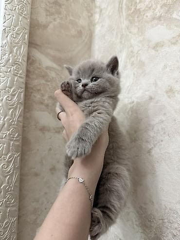 Животные: Шотландцы,окрас голубой (серый). - Плюшевые малыши с крупной круглой — 2