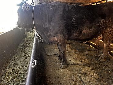 Ветеринар кызматы: Сатам | Уй (ургаачы) | Алатоолук | Союуга — 5