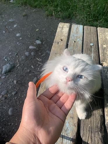кошка сфинкс с шерстью: Белоснежный длинношерстный кот с выразительными голубыми глазами. На — 3
