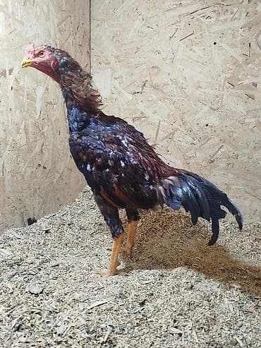 уй сатып алам бишкек: Сатам | Короздор — 8