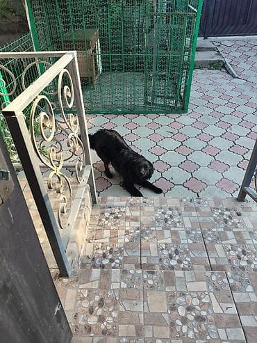 отдам даром хаски: Срочно!!! Отдам собаку в добрые руки. Зовут Чарли, ему 1 год. От — 2