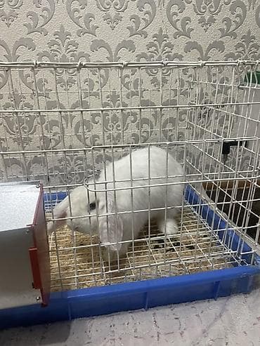 куш куйко: Продаю кролика в добрые руки,Минилоп,вместе с клеткой 2000 сом — 2