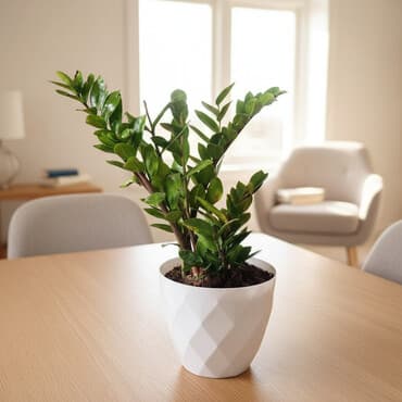 Распродажа цветов долларовое дерево отличный цветок для офиса