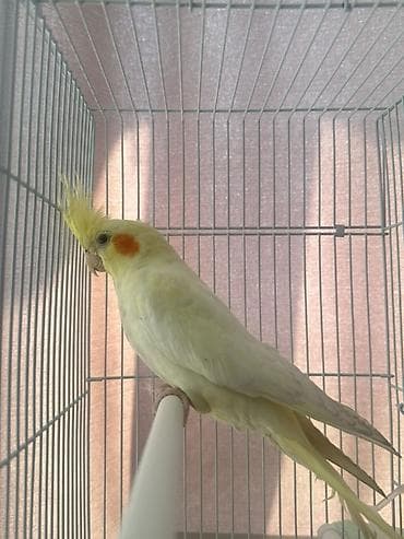 продаю павлин: 🐦 продаю кореллу 💛 Очень милая, активная и общительная птичка. Любит — 2