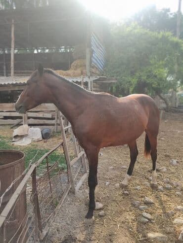 Лошади, кони: Продаю | Конь (самец) | Конный спорт | Мерин — 2