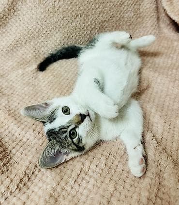 рыжие котята бесплатно: 2 месяца, Девочка, Приучена к лотку — 1