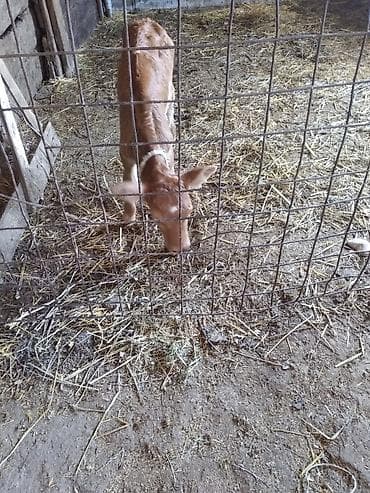 продаю кролятники: Продаю | Тёлка | Для разведения — 3